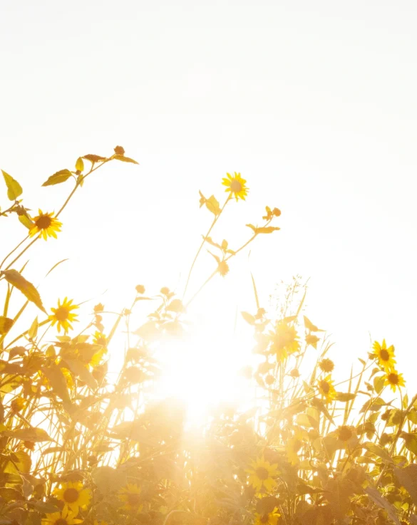 sun shinning through flowers